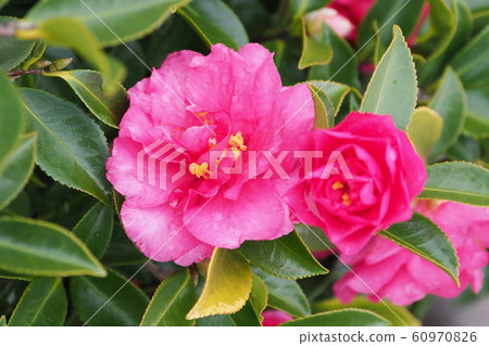 Beautiful sasanqua (sasanqua) with water drops 60970826