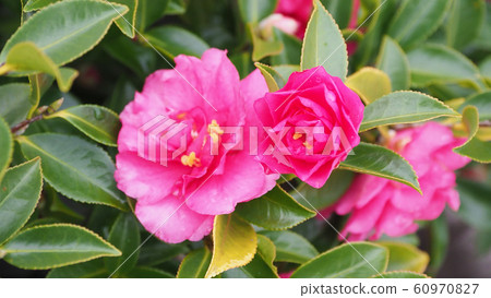 Beautiful sasanqua (sasanqua) with water drops 60970827