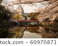 Himeji Castle and Sakura 60970871