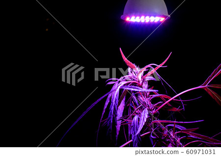 Plant sapling cannabis growing in pot with LED grow light Plant sapling cannabis growing in pot with LED grow light 60971031