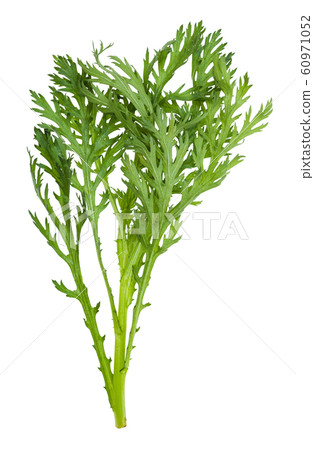 twig of fresh edible chrysanthemum greens isolated twig of fresh edible chrysanthemum greens isolated 60971052