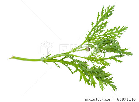 twig with buds of edible chrysanthemum greens twig with buds of edible chrysanthemum greens 60971116