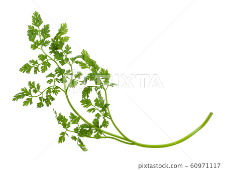 twig of fresh Chervil herb isolated twig of fresh Chervil herb isolated 60971117