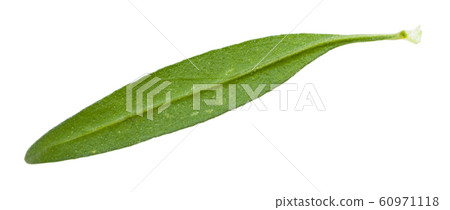 back side of leaf of hyssop herb isolated back side of leaf of hyssop herb isolated 60971118