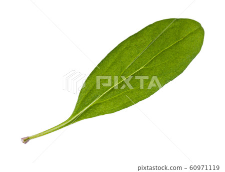 single leaf of fresh marjoram herb isolated single leaf of fresh marjoram herb isolated 60971119