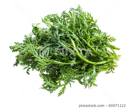 pile of fresh edible chrysanthemum greens isolated pile of fresh edible chrysanthemum greens isolated 60971122