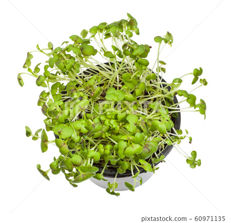 top view of green mustard cress in pot isolated top view of green mustard cress in pot isolated 60971135