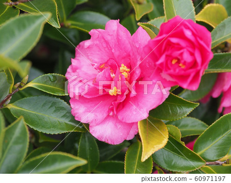 Beautiful sasanqua (sasanqua) with water drops Beautiful sasanqua (sasanqua) with water drops 60971197