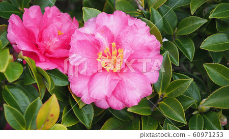 Beautiful sasanqua (sasanqua) with water drops 60971253