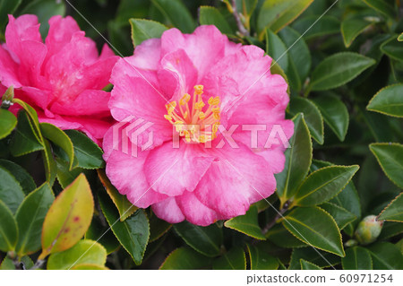 Beautiful sasanqua (sasanqua) with water drops 60971254