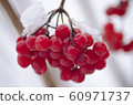 Ripened branch of viburnum with snow.  60971737