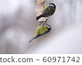 Two titmouse (Parus and Cyanistes caeruleus)  60971742