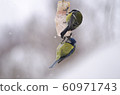 Two titmouse (Parus and Cyanistes caeruleus)  60971743