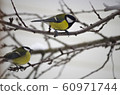 Two common tits (Parus) are sitting  60971744