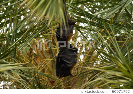 indian flying fox or greater indian fruit bat hanging from tree with eyes open at keoladeo national park or bird sanctuary, bharatpur, rajasthan, india - Pteropus giganteus 60971762