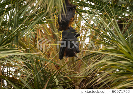 indian flying fox or greater indian fruit bat hanging from tree with eyes open at keoladeo national park or bird sanctuary, bharatpur, rajasthan, india - Pteropus giganteus 60971763