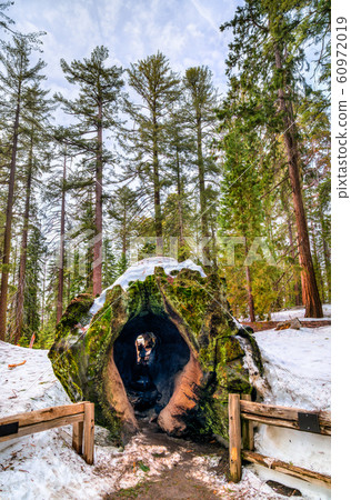 Fallen Monarch Tree in Kings Canyon National Park, 60972019
