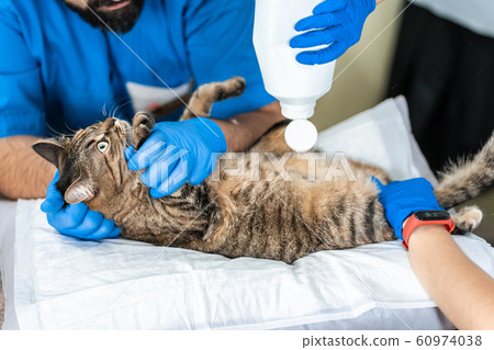 Veterinarians carry through an ultrasound 60974038