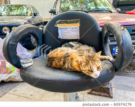 Cat in Istanbul, Turkey. Homeless Cute Cat. A street cat in Istanbul. Homeless animals theme. Funny stray, homeless cats ask for money for food and milk lying on the side of a chair in Istanbul 60974276
