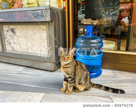 Cat in Istanbul, Turkey. Homeless Cute Cat. A street cat in Istanbul. Homeless animals theme 60974278
