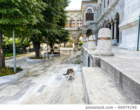 Cat in Istanbul, Turkey. Homeless Cute Cat. A street cat in Istanbul. Homeless animals theme. Stray cat in the mosque in Istanbul 60974298