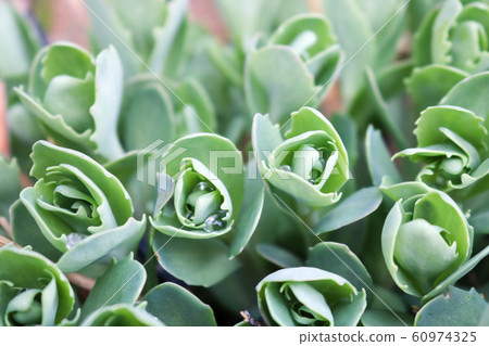 Texture of small, unblown green plants,  60974325