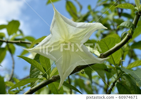 美國韓式牽牛花曼陀羅 美國韓式牽牛花曼陀羅 60974671