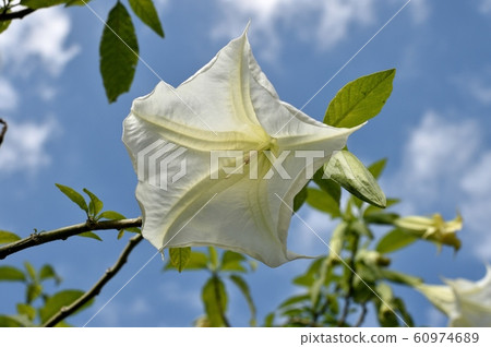American Korean morning glory datura American Korean morning glory datura 60974689