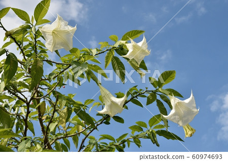 美國韓式牽牛花曼陀羅 美國韓式牽牛花曼陀羅 60974693