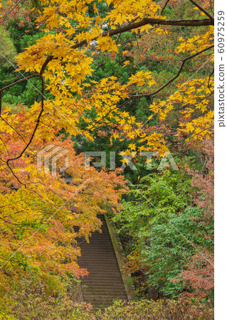 Japanese autumn leaves Japanese autumn leaves 60975259