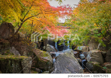 Japanese autumn leaves Japanese autumn leaves 60975703