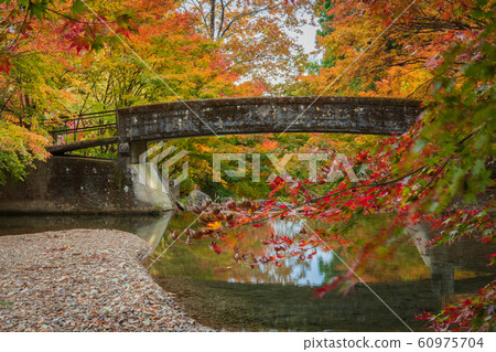 Japanese autumn leaves Japanese autumn leaves 60975704