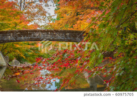 Japanese autumn leaves Japanese autumn leaves 60975705