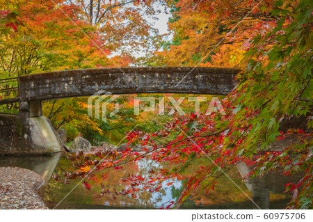 Japanese autumn leaves 60975706