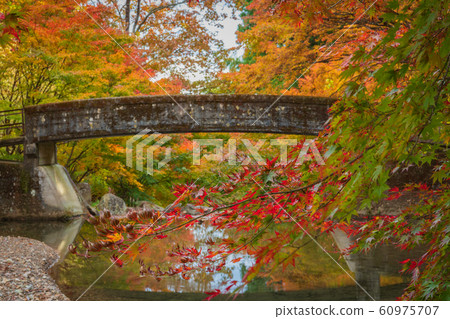 Japanese autumn leaves Japanese autumn leaves 60975707