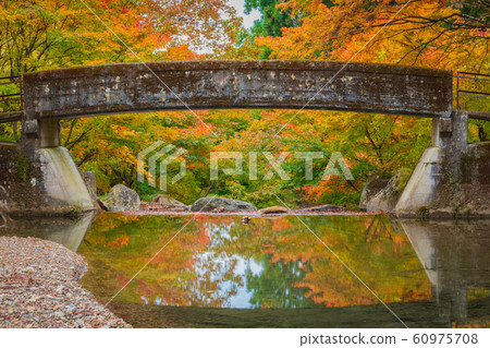 Japanese autumn leaves 60975708