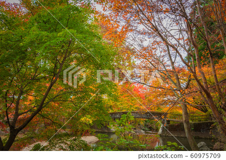 Japanese autumn leaves Japanese autumn leaves 60975709