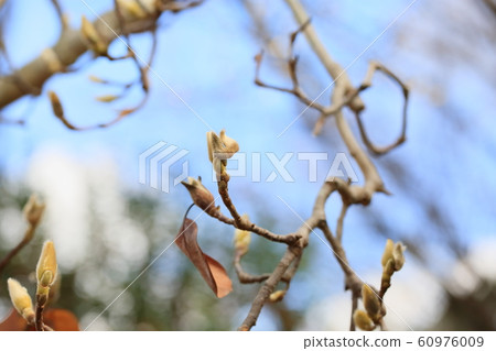 Buds of Haku Mukuren 60976009