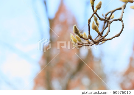 Buds of Haku Mukuren 60976010