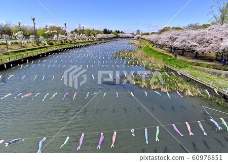 Carp streamer over the row of cherry trees and Tsuruiku Tagawa in Azaleagaoka Second Park Carp streamer over the row of cherry trees and Tsuruiku Tagawa in Azaleagaoka Second Park 60976851