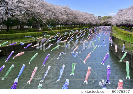 杜鵑花岡第二公園的一排櫻桃樹和鶴岡田川的鯉魚旗 杜鵑花岡第二公園的一排櫻桃樹和鶴岡田川的鯉魚旗 60976867