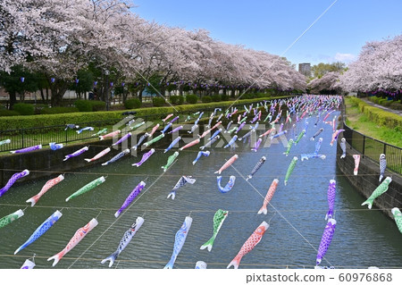 杜鵑花岡第二公園的一排櫻桃樹和鶴岡田川的鯉魚旗 60976868