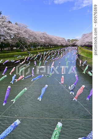 杜鵑花岡第二公園的一排櫻桃樹和鶴岡田川的鯉魚旗 60976869