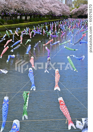 杜鵑花岡第二公園的一排櫻桃樹和鶴岡田川的鯉魚旗 60976870