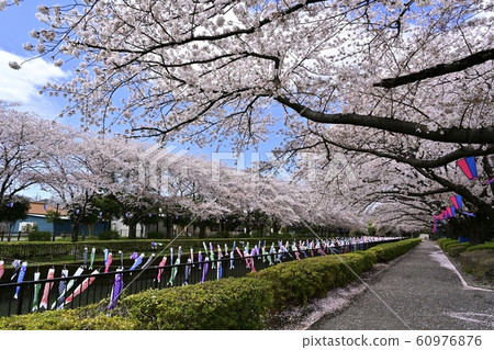 Carp streamer over the row of cherry trees and Tsuruiku Tagawa in Azaleagaoka Second Park Carp streamer over the row of cherry trees and Tsuruiku Tagawa in Azaleagaoka Second Park 60976876