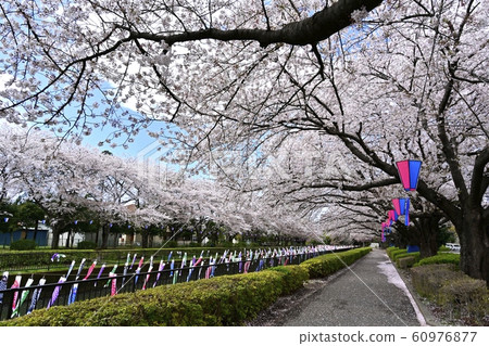 Carp streamer over the row of cherry trees and Tsuruiku Tagawa in Azaleagaoka Second Park 60976877