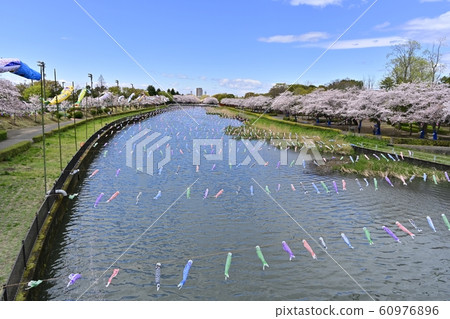 杜鵑花岡第二公園的一排櫻桃樹和鶴岡田川的鯉魚旗 60976896