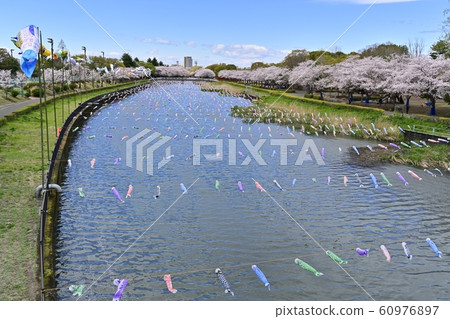 杜鵑花岡第二公園的一排櫻桃樹和鶴岡田川的鯉魚旗 60976897