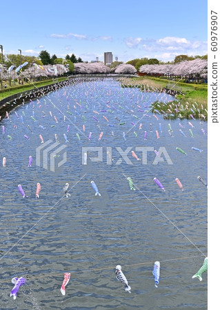 杜鵑花岡第二公園的一排櫻桃樹和鶴岡田川的鯉魚旗 60976907