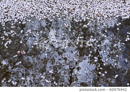 Cherry blossom petals fall into a puddle on the promenade of Azaleagaoka Daini Park Cherry blossom petals fall into a puddle on the promenade of Azaleagaoka Daini Park 60976942